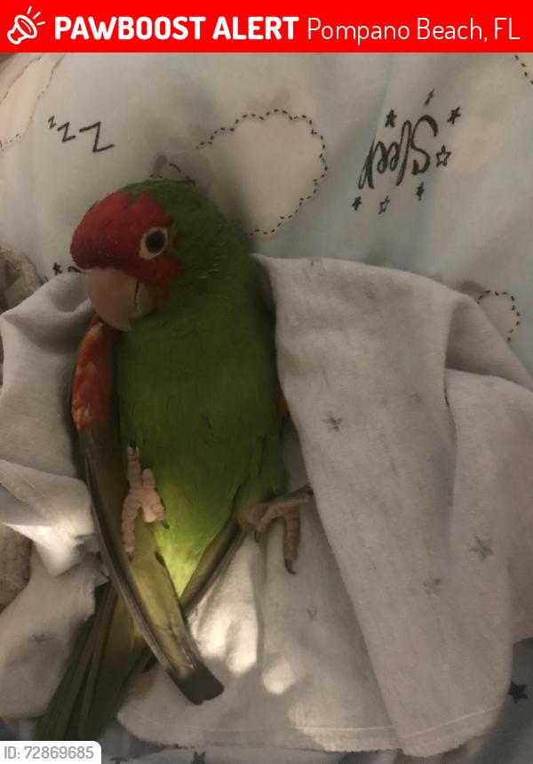 Lost Unknown Bird last seen Federal and Dixie , Pompano Beach, FL 33064