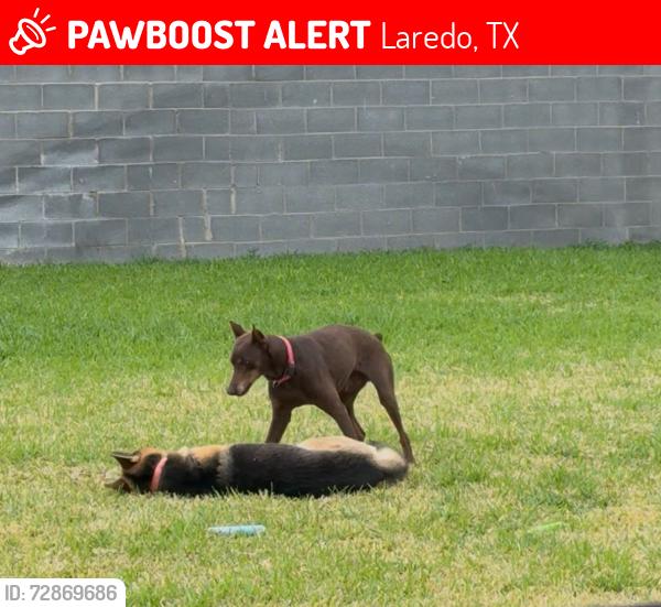 Lost Male Dog last seen Buck Fever and Springfield, Laredo, TX 78045
