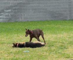Lost Male Dog last seen Buck Fever and Springfield, Laredo, TX 78045