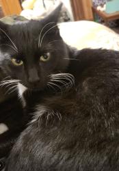 Lost Male Cat last seen W ash st and s 10th ave, Caldwell, ID 83605