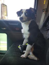 Found/Stray Male Dog last seen Pilot Truck stop, Central Point, OR 97502