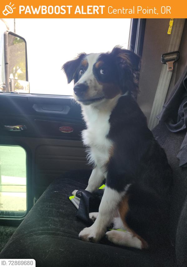Found/Stray Male Dog last seen Pilot Truck stop, Central Point, OR 97502