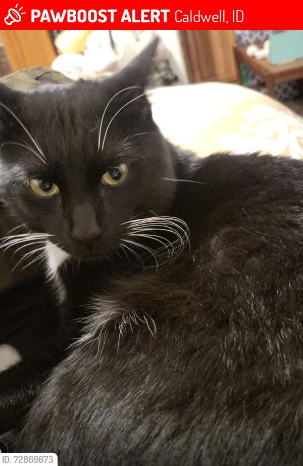 Lost Male Cat last seen W ash st and s 10th ave, Caldwell, ID 83605
