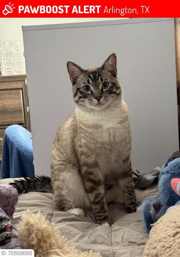 Lost Male Cat last seen Skylark dr and morningside dr, Arlington, TX 76010