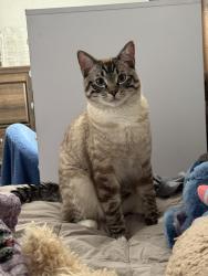 Lost Male Cat last seen Skylark dr and morningside dr, Arlington, TX 76010