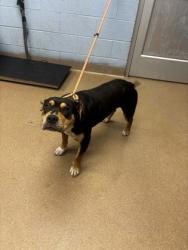 Shelter Stray Male Dog last seen Arabia Mountain Path & Klondike RD,StoneCrest30038, 30038, GA, Atlanta, GA 30341