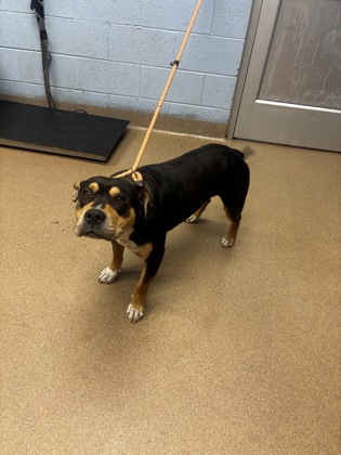 Shelter Stray Male Dog last seen Arabia Mountain Path & Klondike RD,StoneCrest30038, 30038, GA, Atlanta, GA 30341