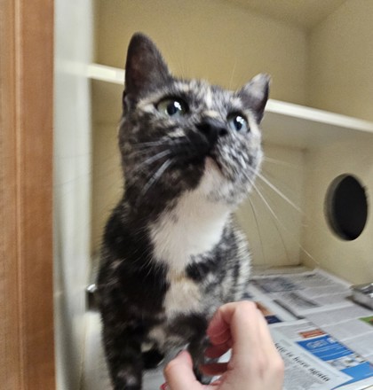 Shelter Stray Female Cat last seen Near Sweetgum Hill Decatur Georgia 30032 USA, 30032, GA, 3280 Chamblee Dunwoody Rd, Chamblee, GA 30341, USA