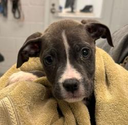 Shelter Stray Female Dog last seen Near Wayne Ave, 64131, MO, Kansas City, MO 64132