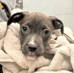Shelter Stray Female Dog last seen Near Wayne Ave, 64131, MO, Kansas City, MO 64132