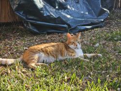 Lost Male Cat last seen Sunrise and Jester Farms Road, Round Rock, TX 78664