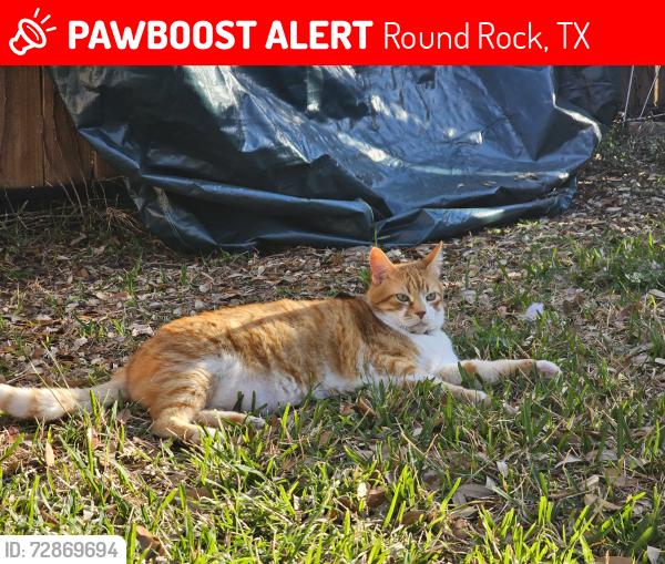 Lost Male Cat last seen Sunrise and Jester Farms Road, Round Rock, TX 78664
