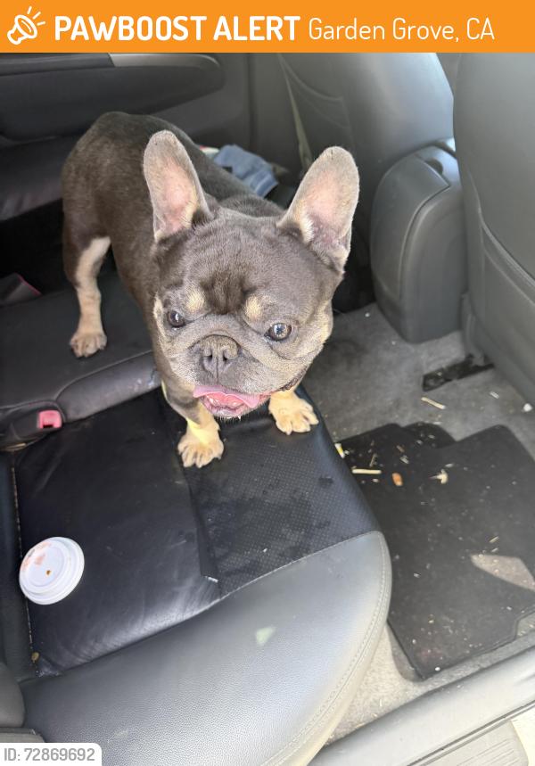 Found/Stray Male Dog last seen Near Stanford Ave Garden Grove, CA 92841 United States, Garden Grove, CA 92843
