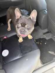 Found/Stray Male Dog last seen Near Stanford Ave Garden Grove, CA 92841 United States, Garden Grove, CA 92843