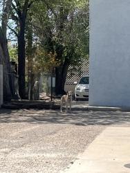 Found/Stray Unknown Dog last seen Lead and buena vista, Albuquerque, NM 87106
