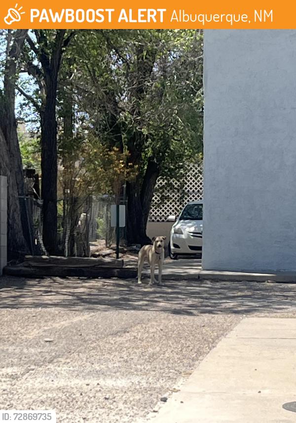 Found/Stray Unknown Dog last seen Lead and buena vista, Albuquerque, NM 87106
