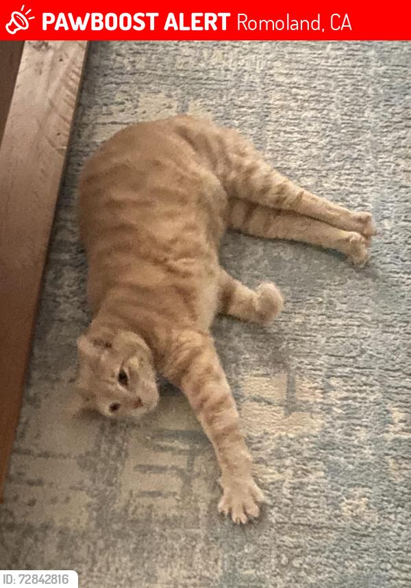 Lost Male Cat last seen Maier Circle /Redapple road , Romoland, CA 92585