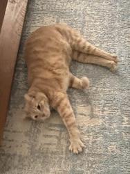 Lost Male Cat last seen Maier Circle /Redapple road , Romoland, CA 92585