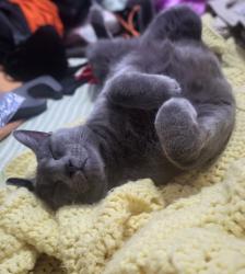 Lost Male Cat last seen Chapel Hill Rd. and Madden Rd., Jacksonville, AR 72076