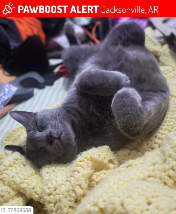 Lost Male Cat last seen Chapel Hill Rd. and Madden Rd., Jacksonville, AR 72076