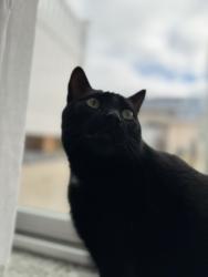 Lost Male Cat last seen N Waldoch Dr, between mall & airport, Grand Chute, WI 54913