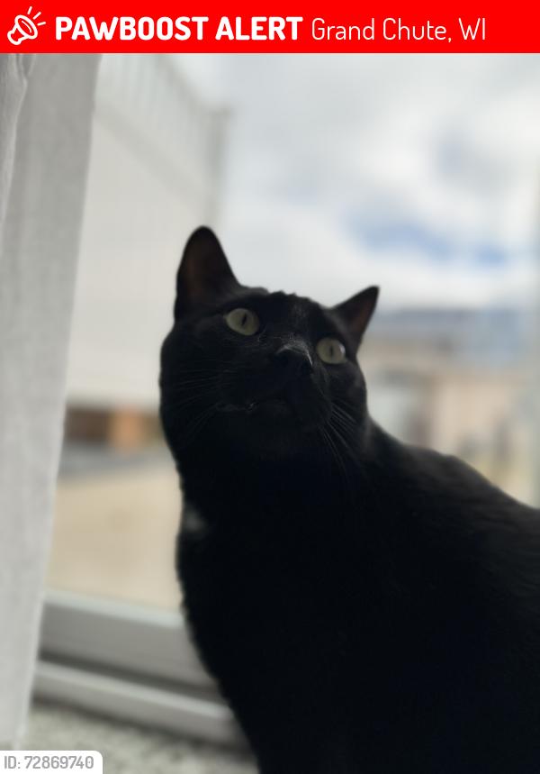 Lost Male Cat last seen N Waldoch Dr, between mall & airport, Grand Chute, WI 54913