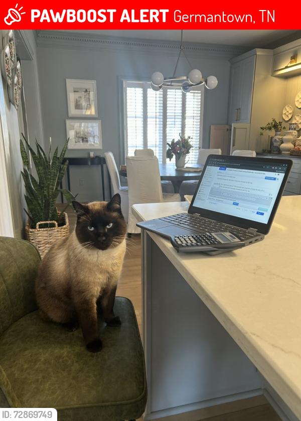 Lost Male Cat last seen Riverdale elementary , Germantown, TN 38138