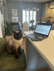Lost Male Cat last seen Riverdale elementary , Germantown, TN 38138