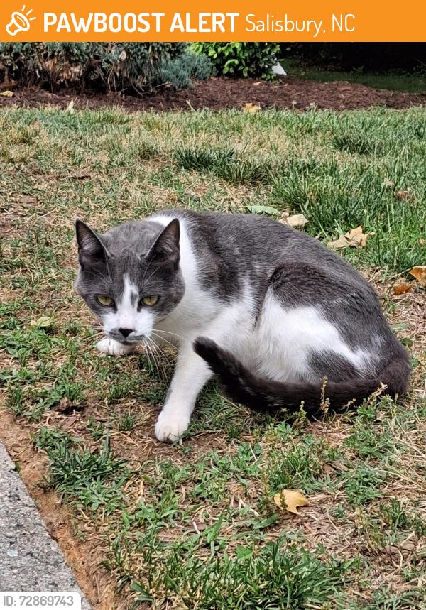 Found/Stray Male Cat last seen Woodland Creek Drive apmts , Salisbury, NC 28147
