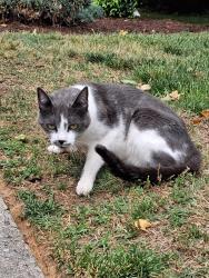 Found/Stray Male Cat last seen Woodland Creek Drive apmts , Salisbury, NC 28147