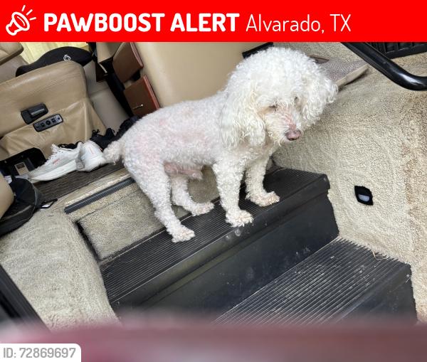 Lost Male Dog last seen Near Reunion Dr, Alvarado, TX 76009