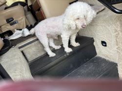 Lost Male Dog last seen Near Reunion Dr, Alvarado, TX 76009
