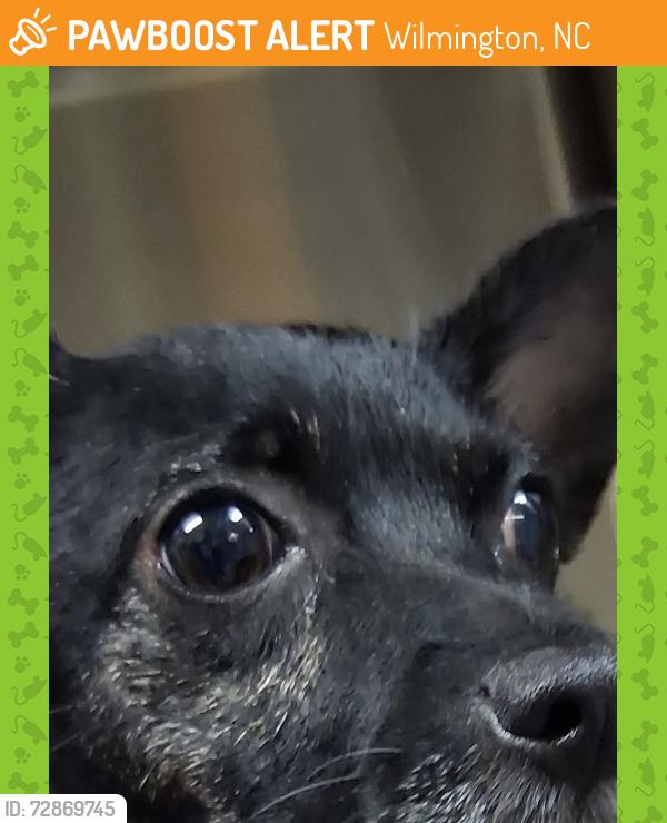 Found/Stray Unknown Dog last seen Darlington Ave/ Market St, Wilmington, NC 28403