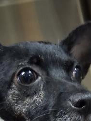 Found/Stray Unknown Dog last seen Darlington Ave/ Market St, Wilmington, NC 28403
