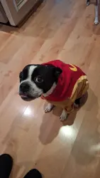 Lost Female Dog last seen Dairy Ashford/Synott and Westpark Toll, Houston, TX 77082
