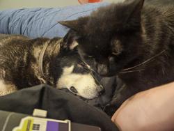 Lost Female Cat last seen St Ferdinand and N Prieur , New Orleans, LA 70117