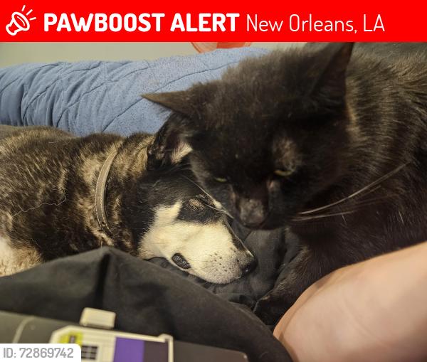 Lost Female Cat last seen St Ferdinand and N Prieur , New Orleans, LA 70117