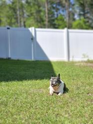 Lost Female Dog last seen Elkcam, Riley dr, varsity , Citrus Springs, FL 34434