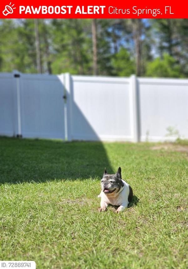 Lost Female Dog last seen Elkcam, Riley dr, varsity, Citrus Springs, FL 34434