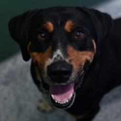 Shelter Stray Male Dog last seen , Ottawa, KS 66067
