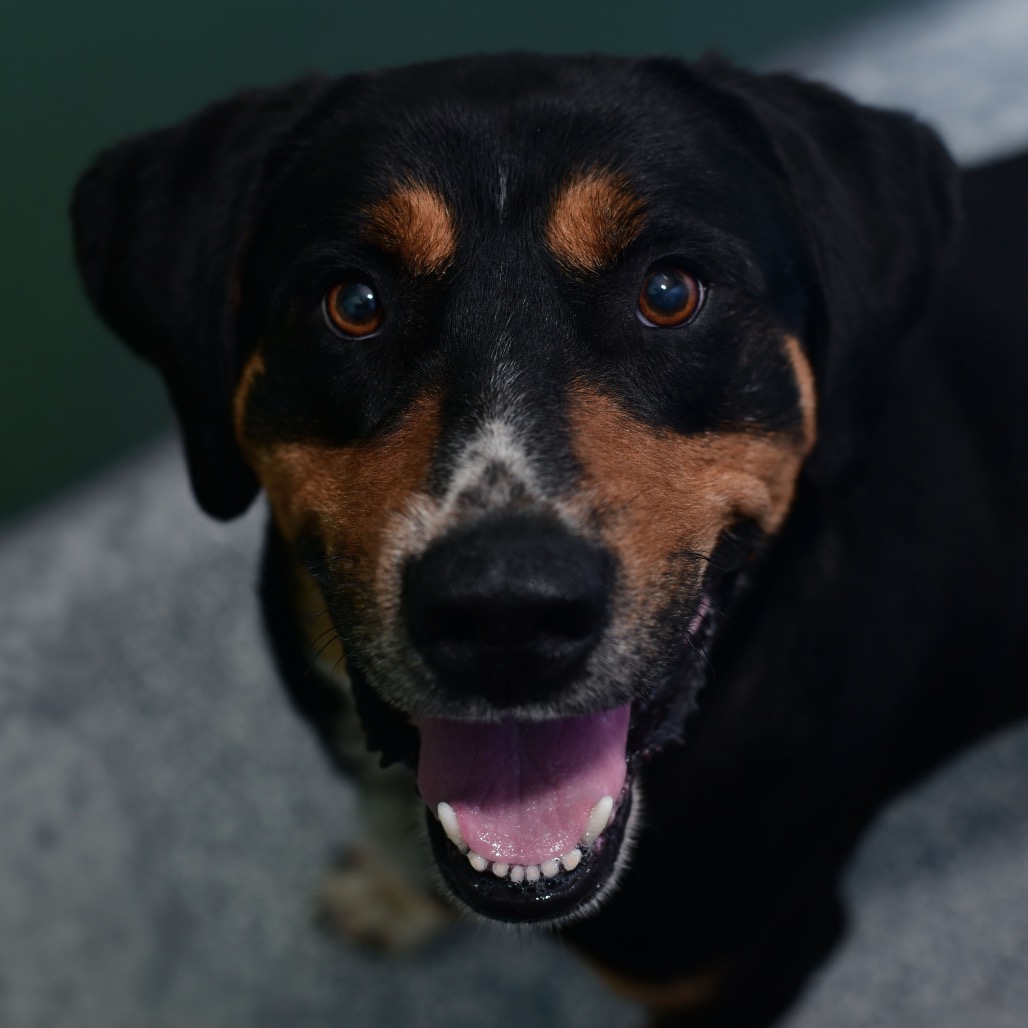 Shelter Stray Male Dog last seen , Ottawa, KS 66067