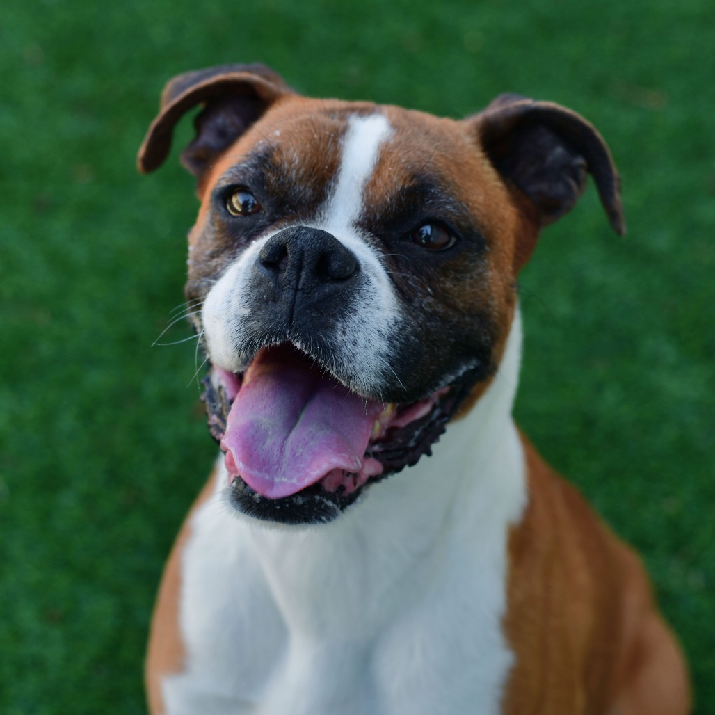 Shelter Stray Female Dog last seen , 3173 K-68 Hwy, Ottawa, KS 66067, USA