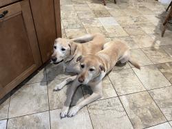 Lost Female Dog last seen Hollywod and Anastasia , Fort Walton Beach, FL 32548