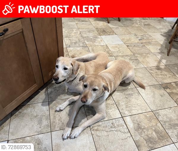 Lost Female Dog last seen Hollywod and Anastasia , Fort Walton Beach, FL 32548