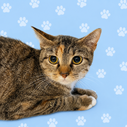 Shelter Stray Female Cat last seen , Memphis, TN 38133
