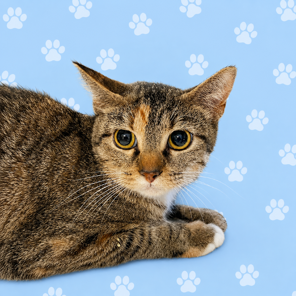 Shelter Stray Female Cat last seen , Memphis, TN 38133