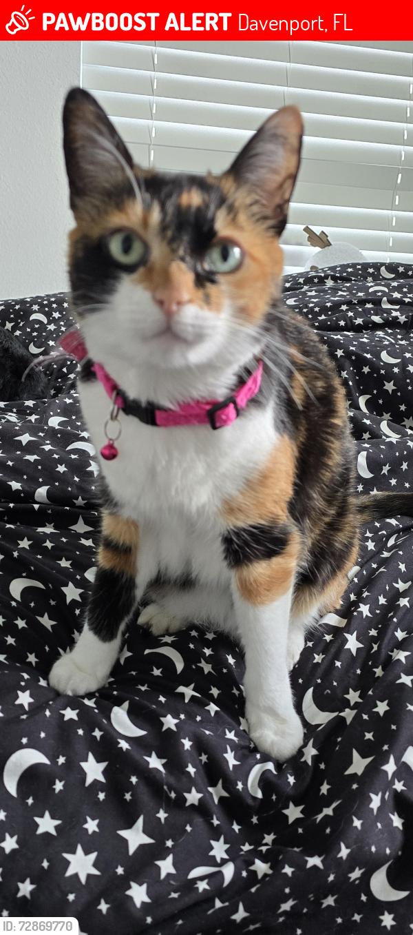 Lost Female Cat last seen Near Discovery Street at 10:30pm, Davenport, FL 33896