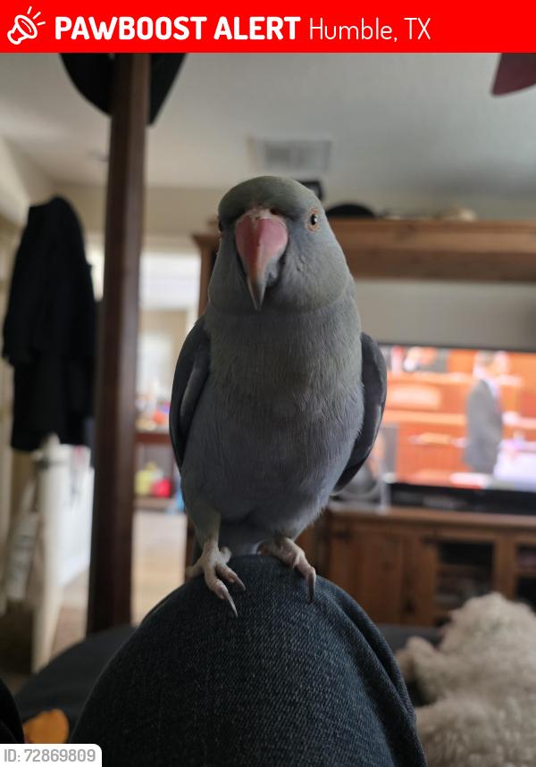 Lost Female Bird last seen Kingsmanor dr and wellington court, Humble, TX 77339