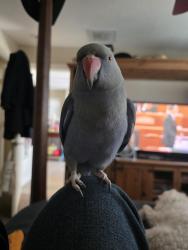 Lost Female Bird last seen Kingsmanor dr and wellington court, Humble, TX 77339