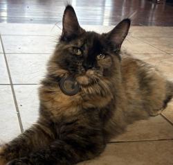 Lost Female Cat last seen Near Cameron rd, Moscow, ID 83843